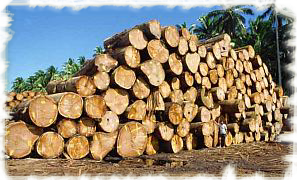 Logs (21K)